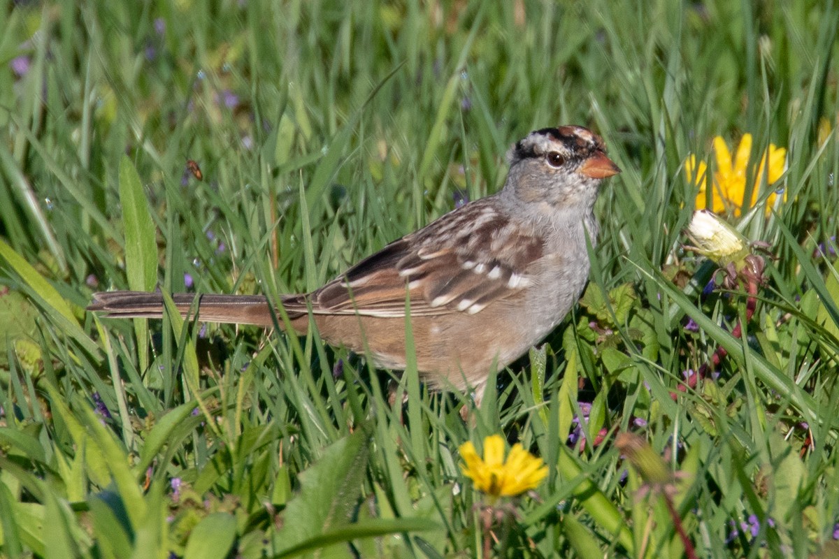 White-crowned Sparrow - Scott Townley