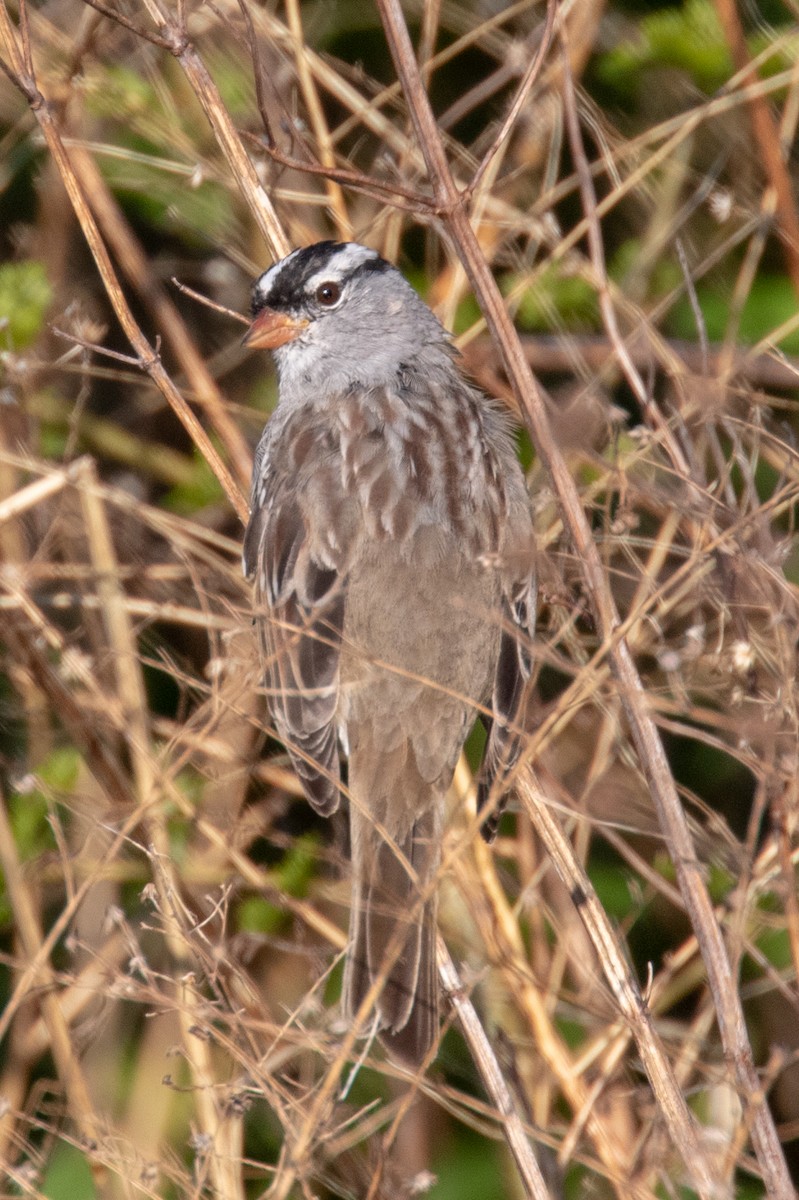 White-crowned Sparrow - Scott Townley