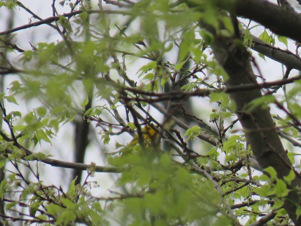 Yellow Warbler - ML153060251