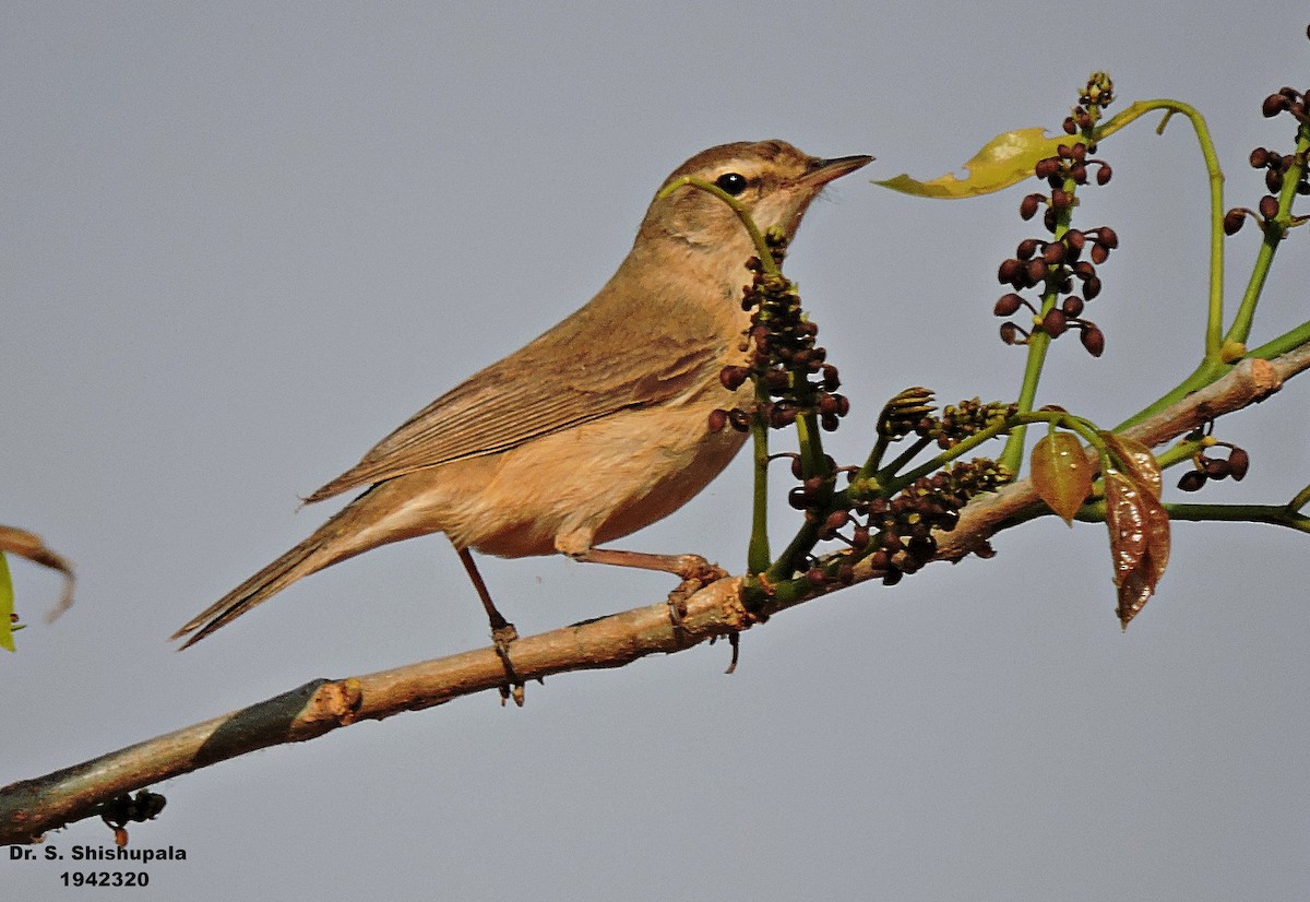 Booted Warbler - ML153060531