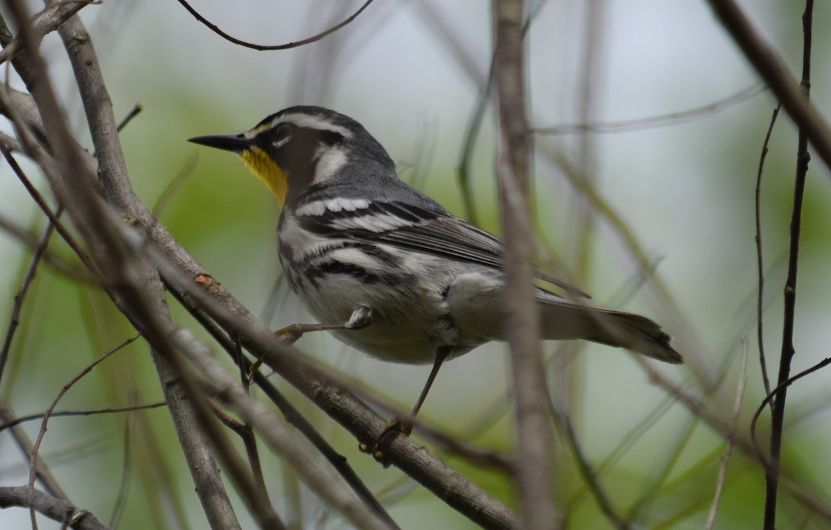 Yellow-throated Warbler - Rob Harbin