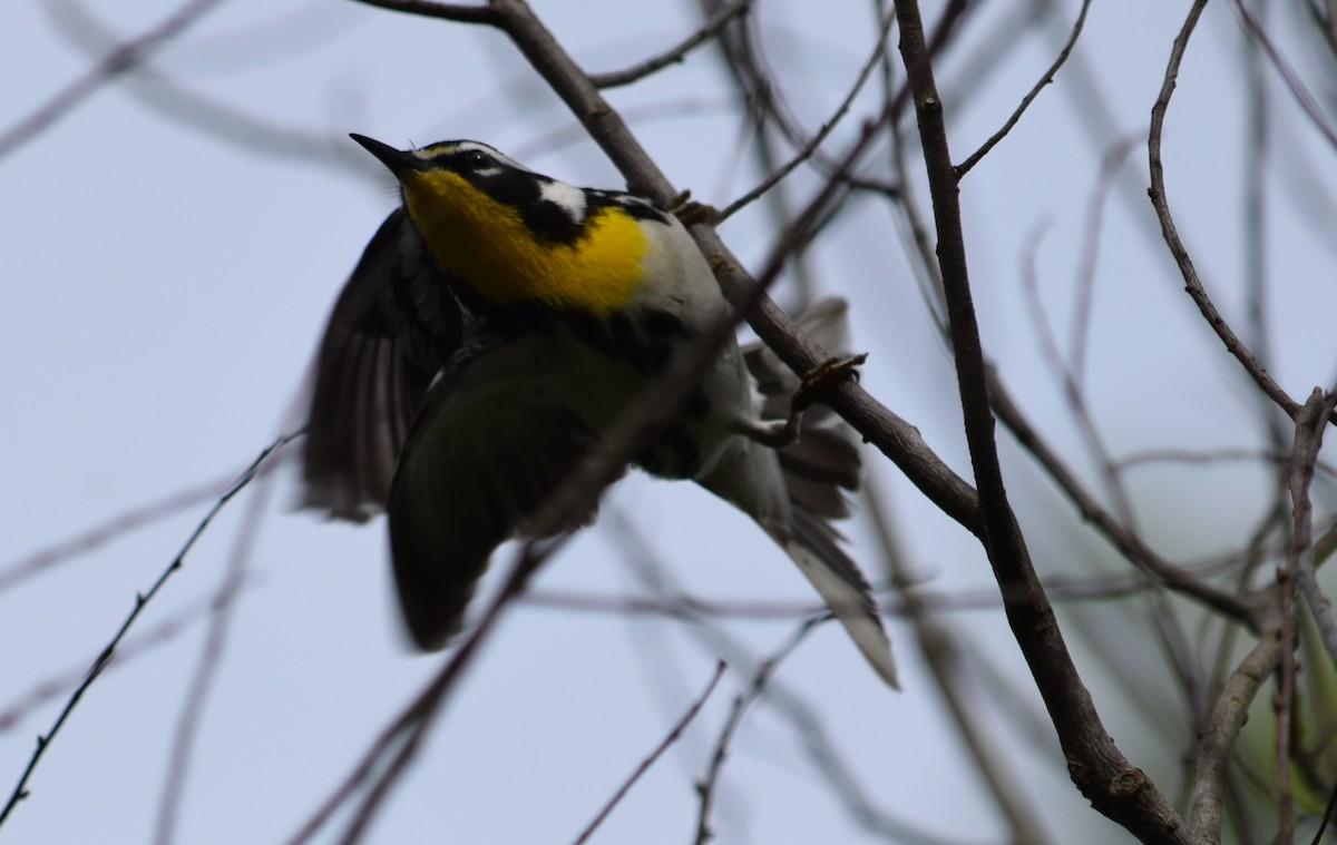 Yellow-throated Warbler - ML153061201