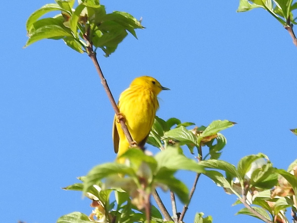 Yellow Warbler - Mary Lou Clark