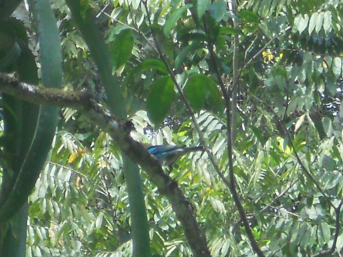 Golden-hooded Tanager - Anonymous