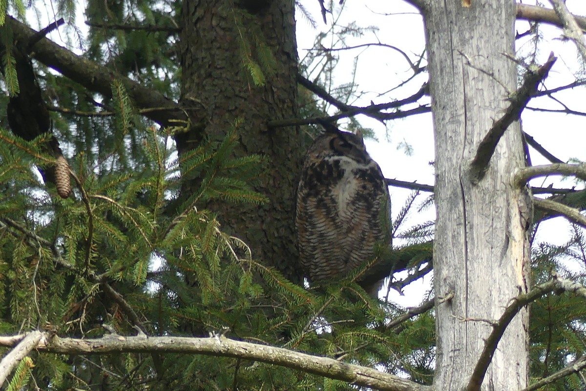 Great Horned Owl - ML153061631