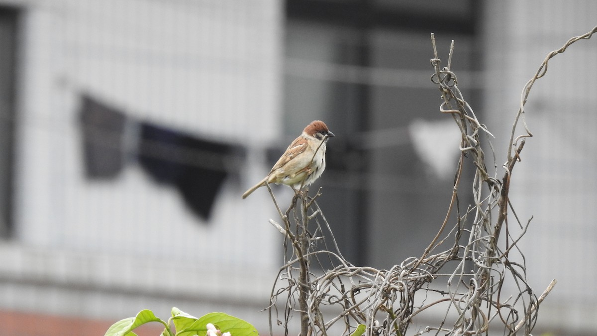 Eurasian Tree Sparrow - SHIH-BIN TSAI