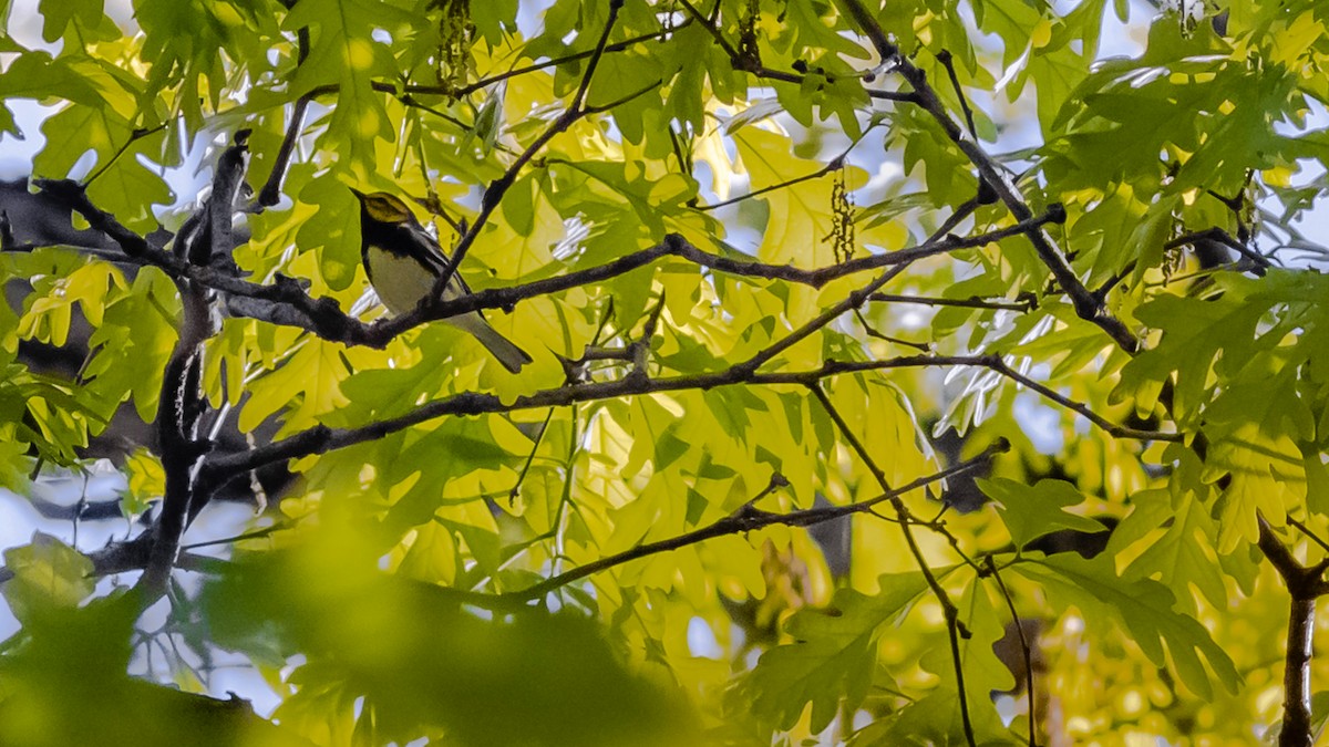 Black-throated Green Warbler - ML153062011