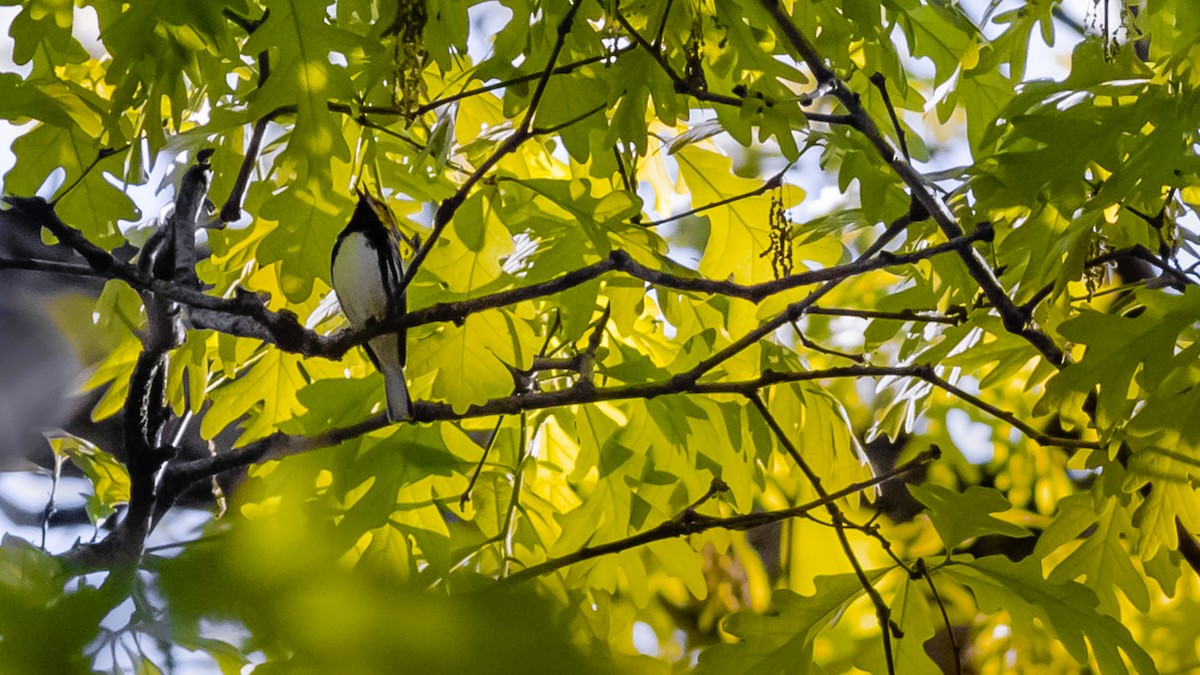 Black-throated Green Warbler - ML153062031