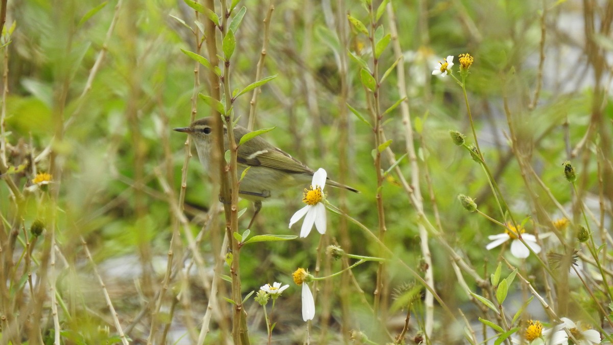 Yellow-browed Warbler - ML153062221