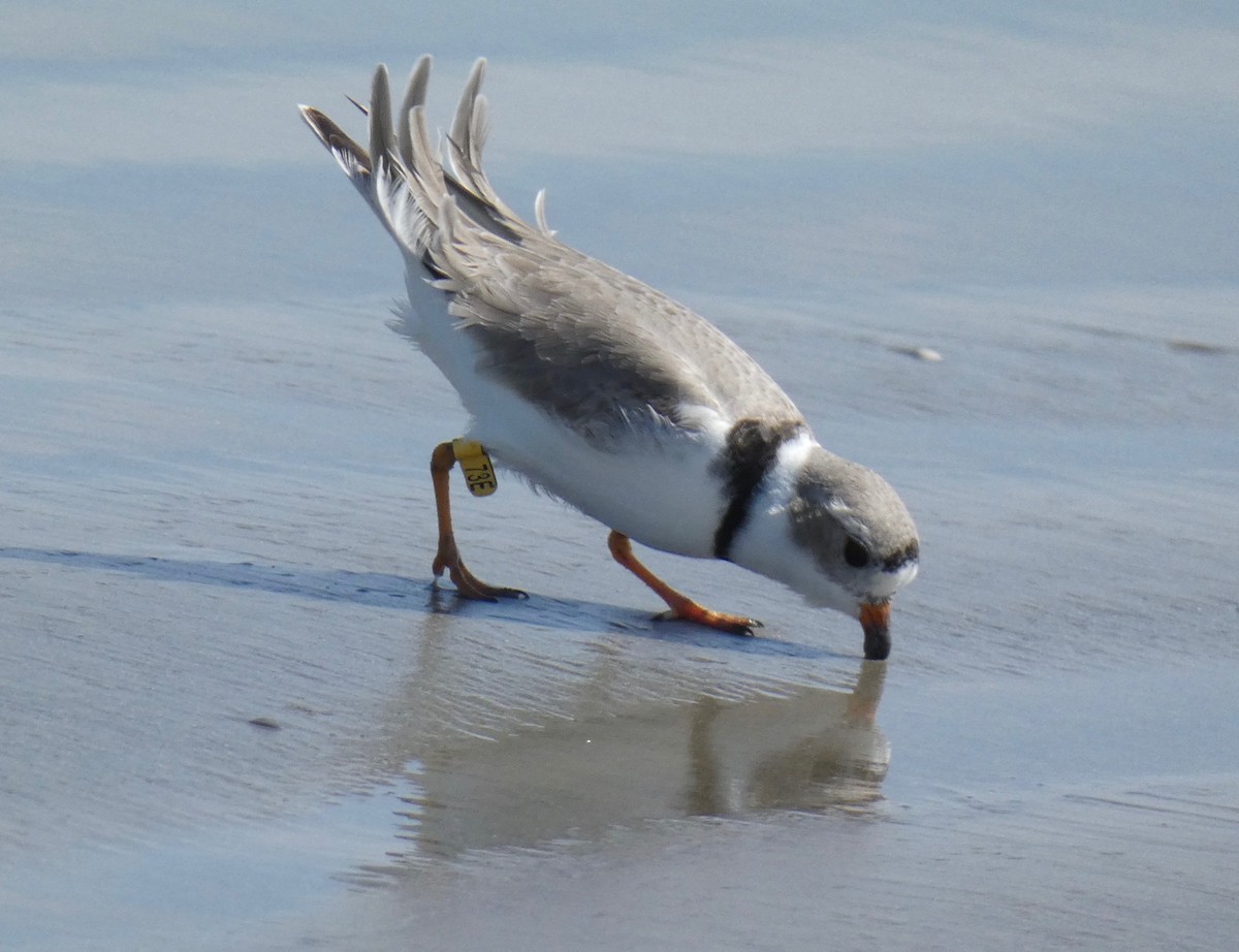 Piping Plover - ML153062241