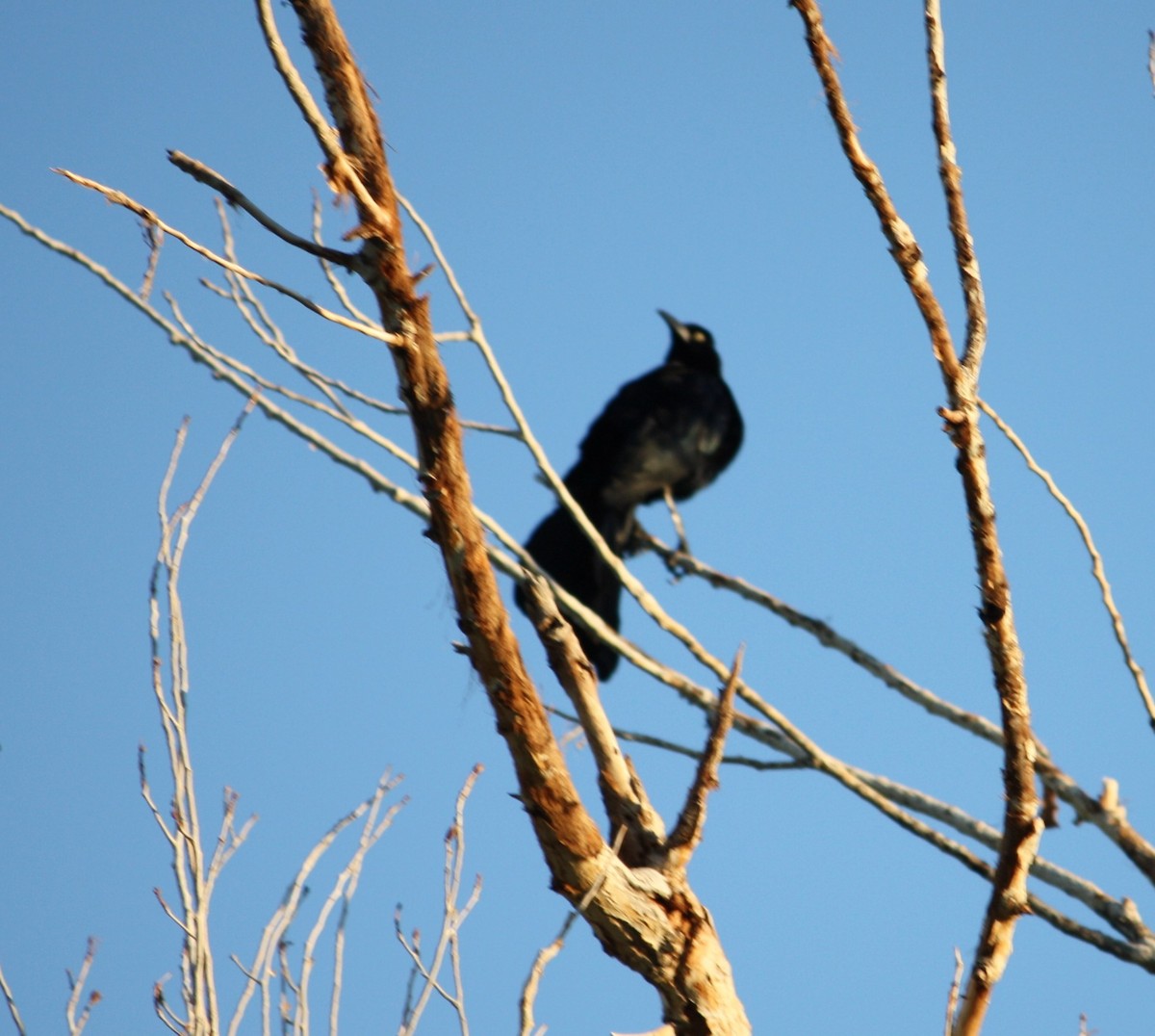 Great-tailed Grackle - Cathy Cox