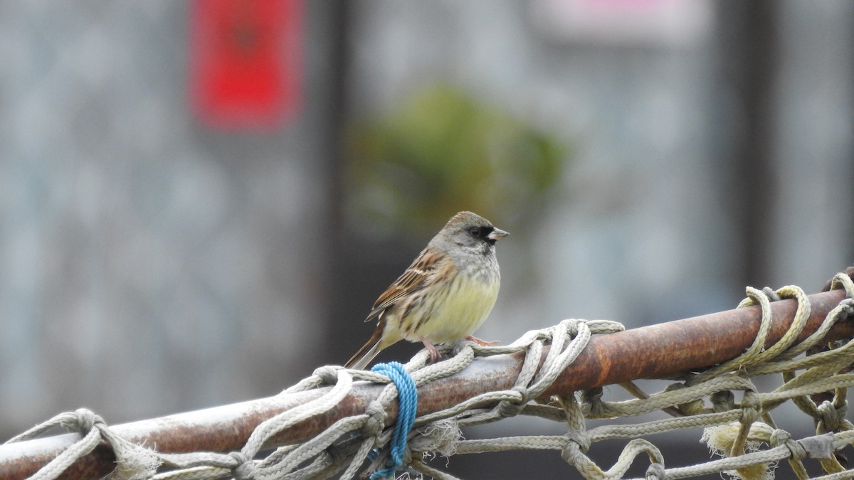Black-faced/Masked Bunting - ML153062451