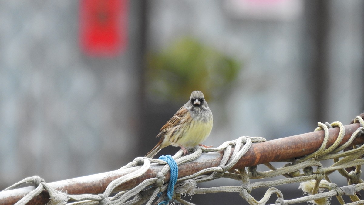 Black-faced/Masked Bunting - ML153062471