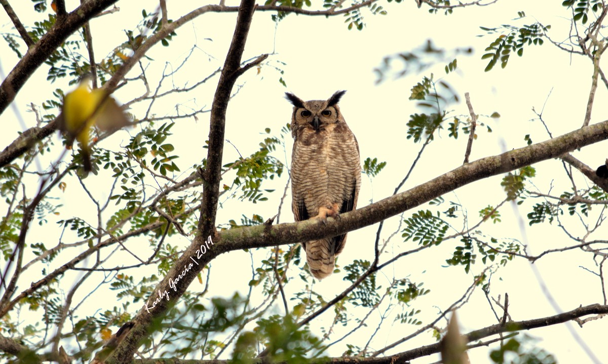 Great Horned Owl - ML153062691