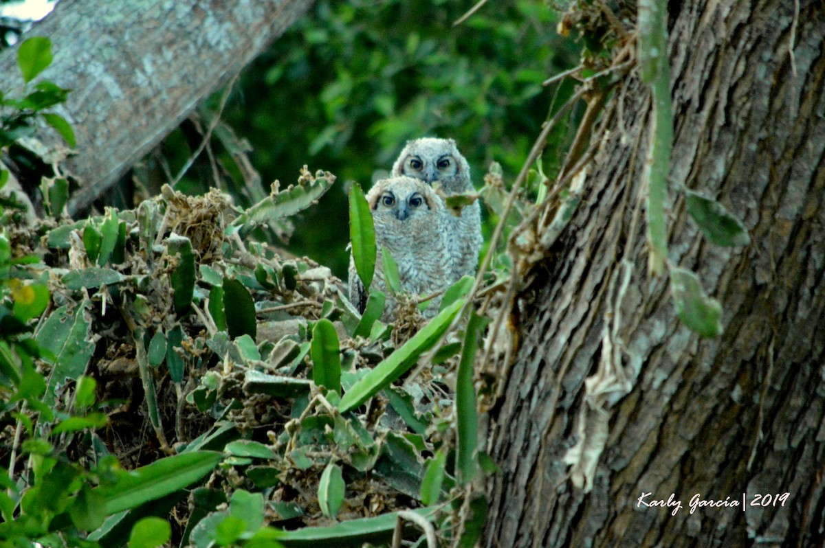 Great Horned Owl - ML153062701