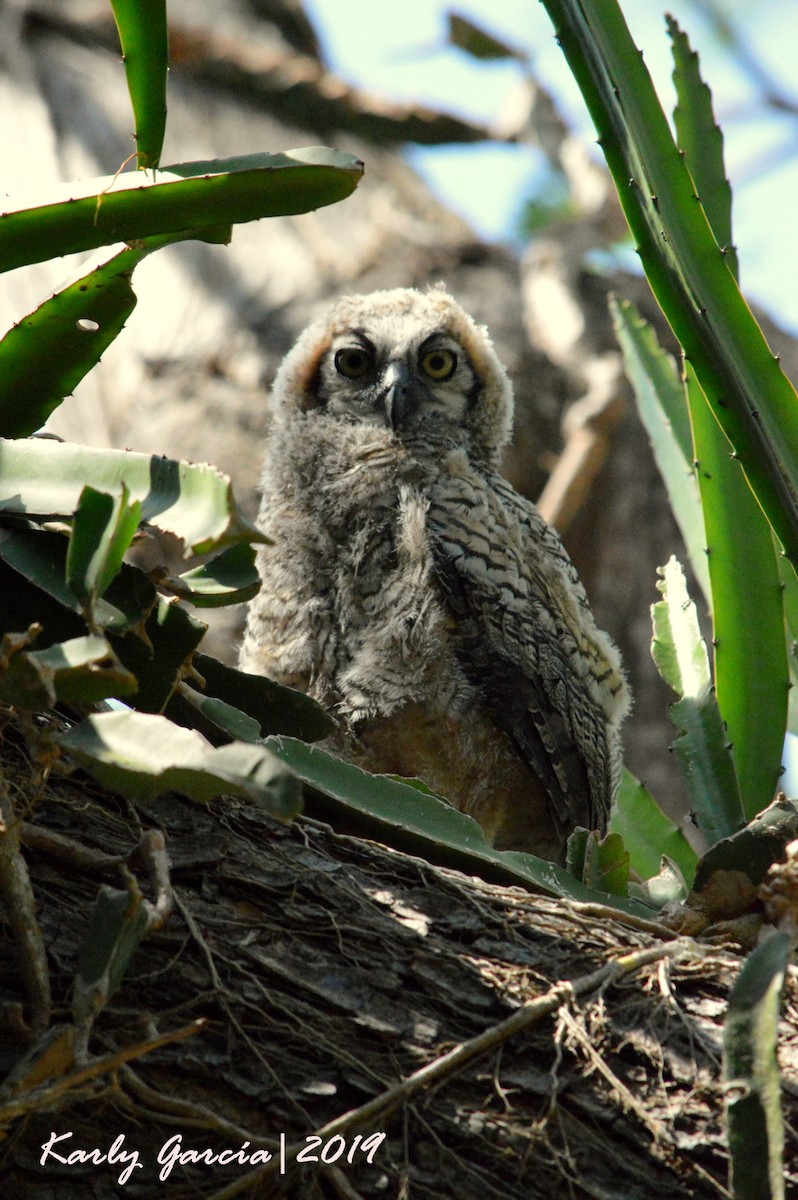 Great Horned Owl - ML153062711
