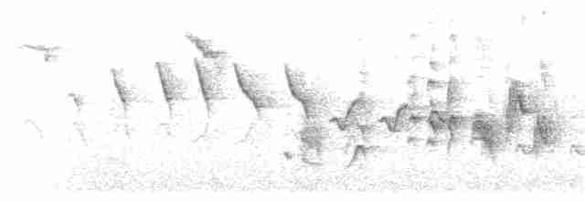 Кропив’янка чорноголова - ML153062821