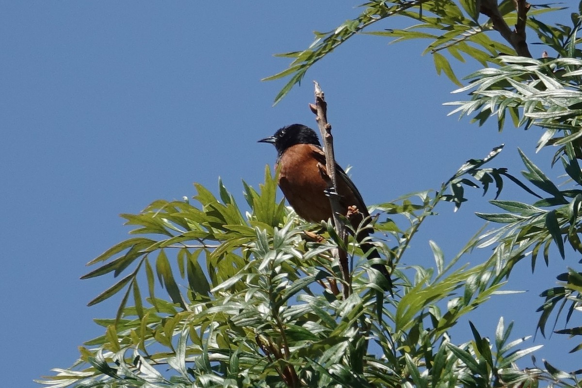 Orchard Oriole - ML153063231
