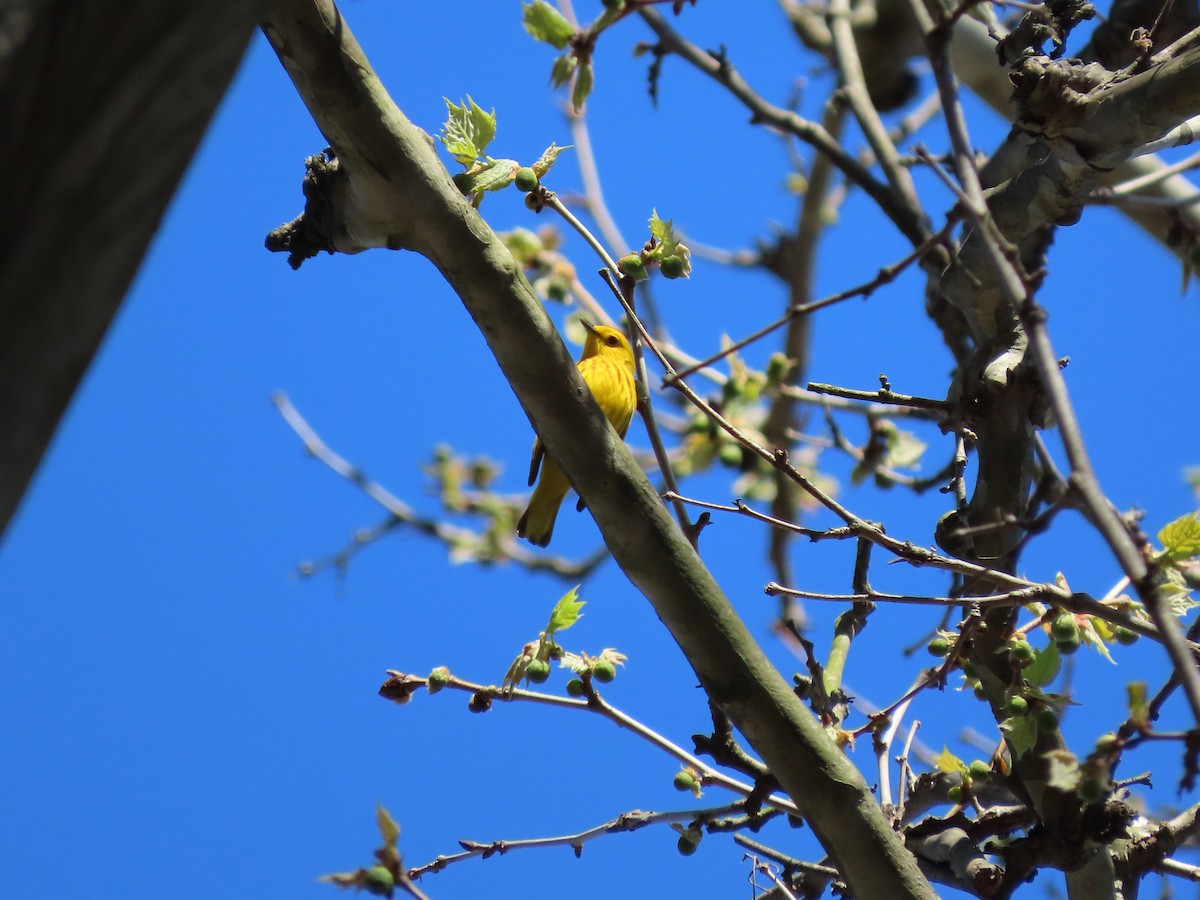 Yellow Warbler - Kevin Cronin