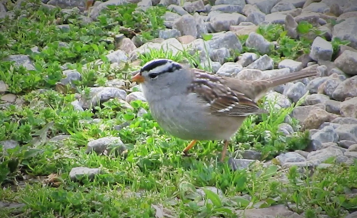 White-crowned Sparrow - ML153064021