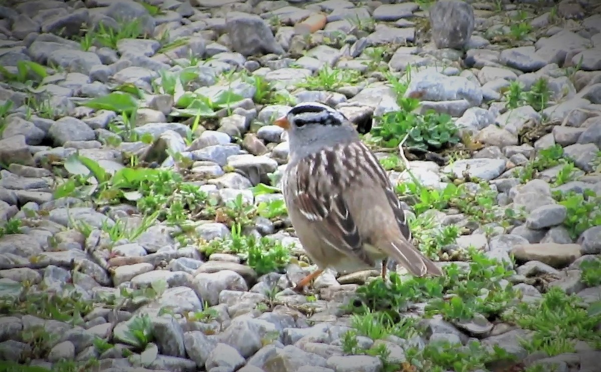 White-crowned Sparrow - ML153064041