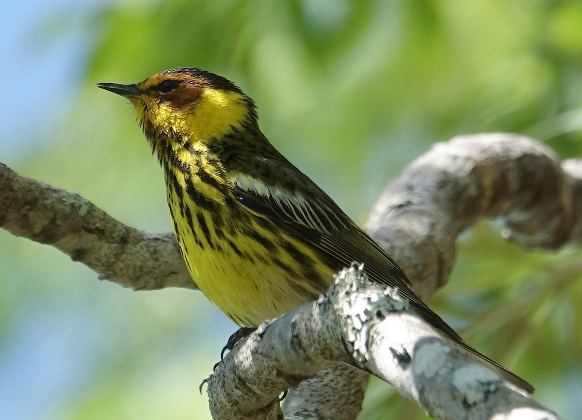 Cape May Warbler - ML153064071