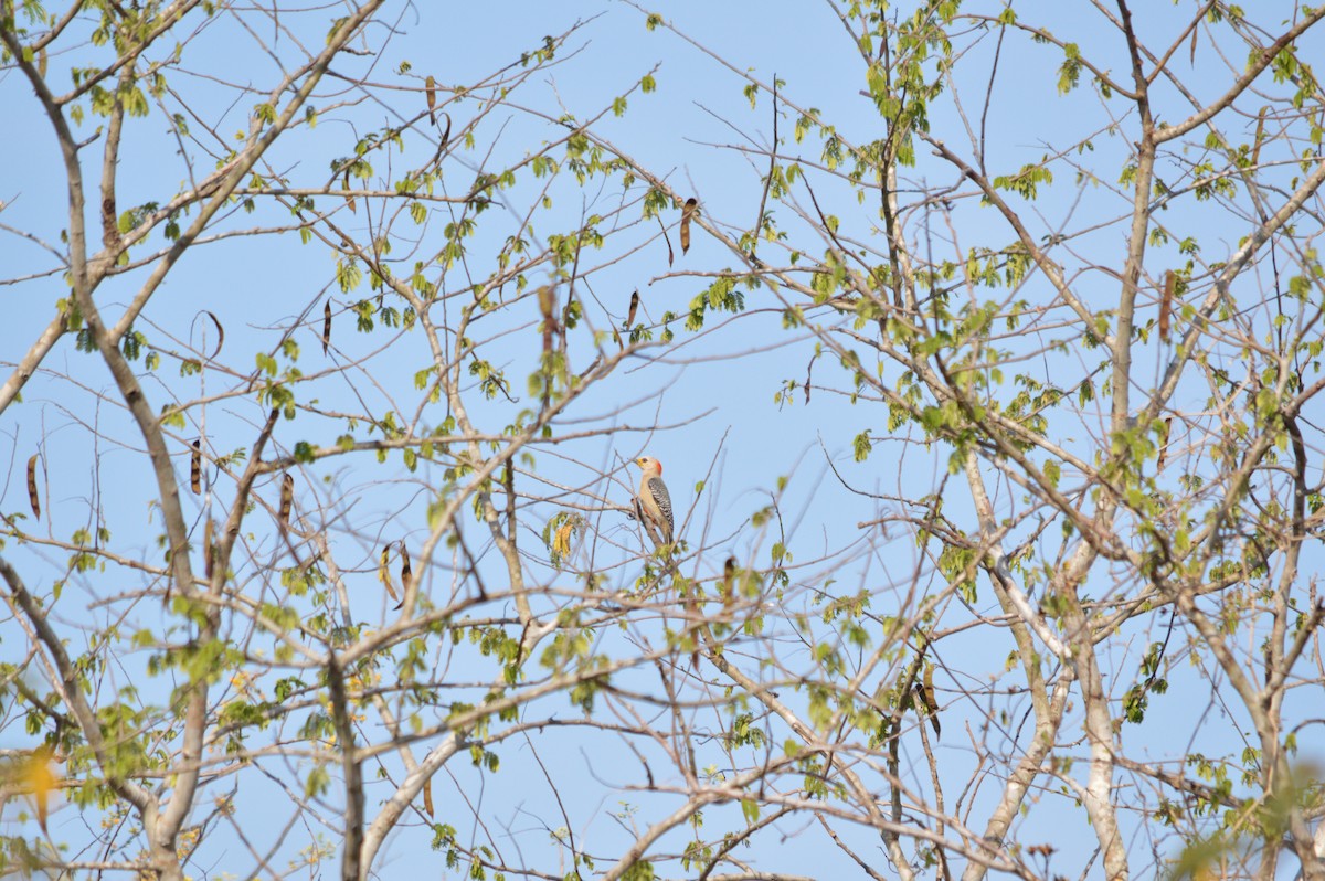 Yucatan Woodpecker - ML153064251