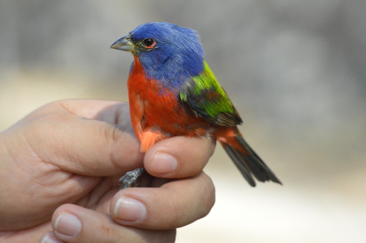 Painted Bunting - ML153064281