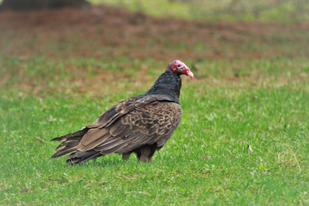 Turkey Vulture - ML153064321