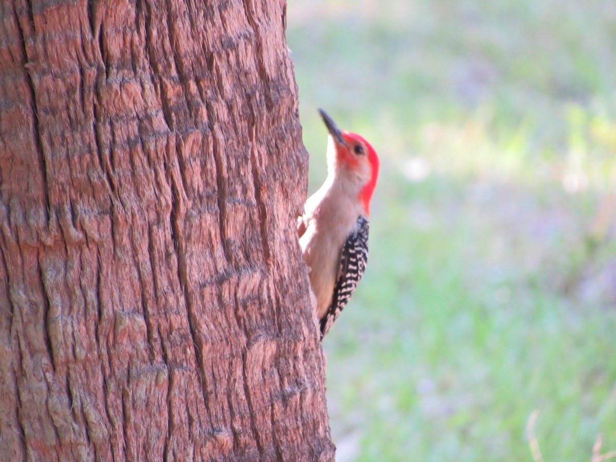 Red-bellied Woodpecker - ML153064651