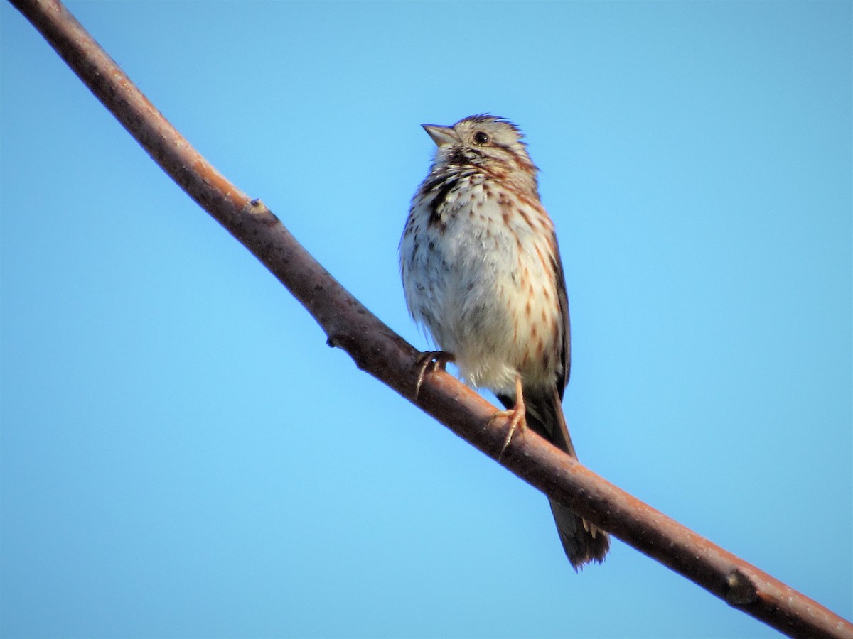 Song Sparrow - Fred Kachmarik