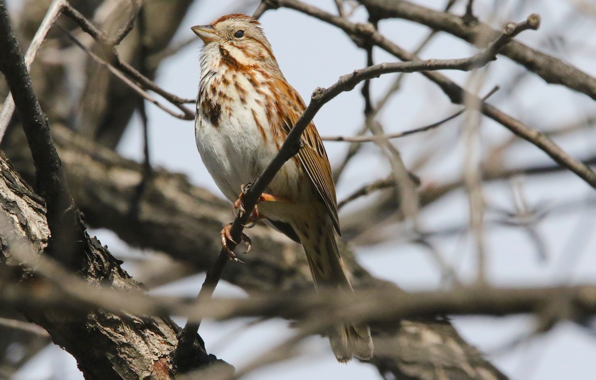 Song Sparrow - Brian Tychie
