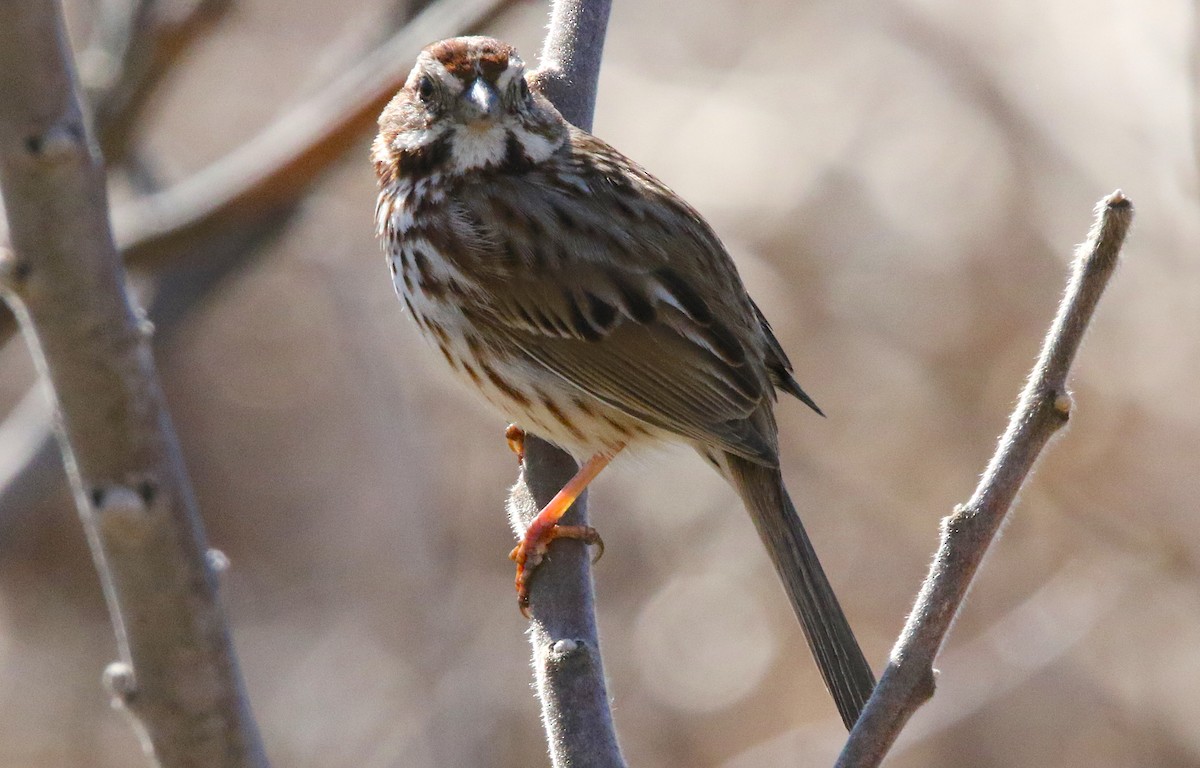 Song Sparrow - Brian Tychie