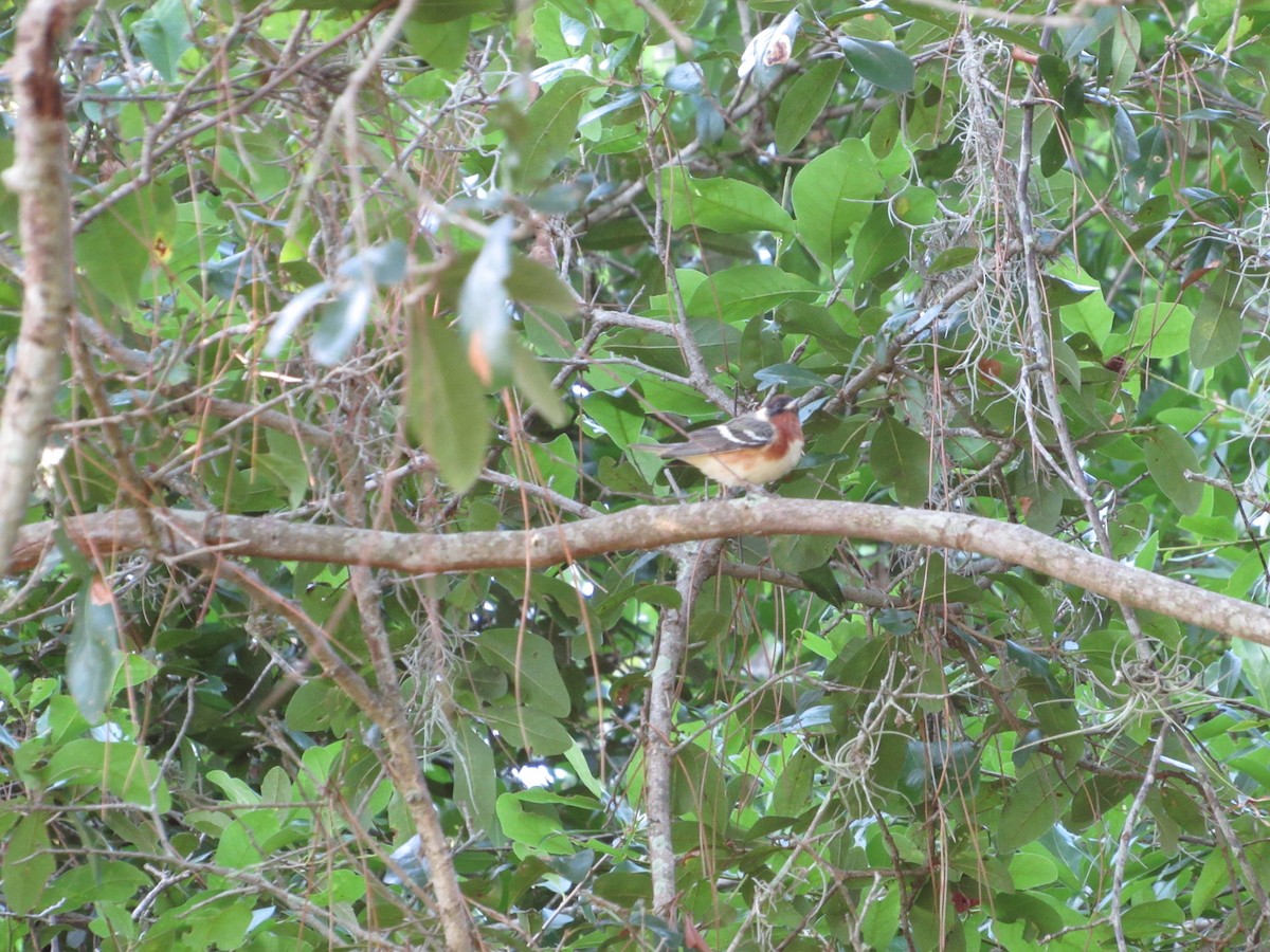 Bay-breasted Warbler - ML153064941