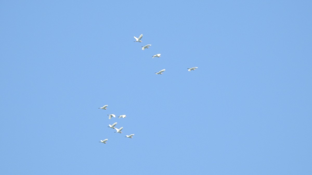 Eastern Cattle Egret - SHIH-BIN TSAI