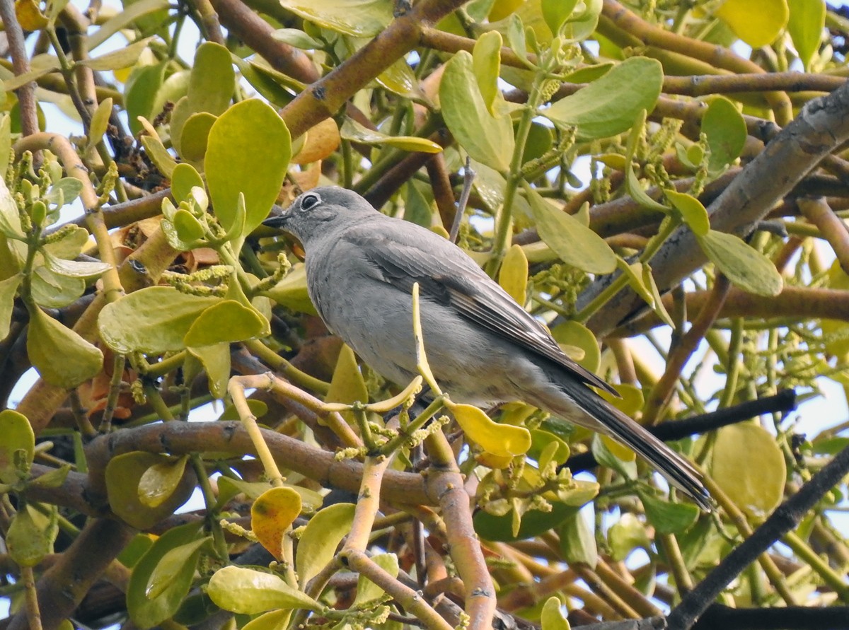 Townsend's Solitaire - Brian Tinker
