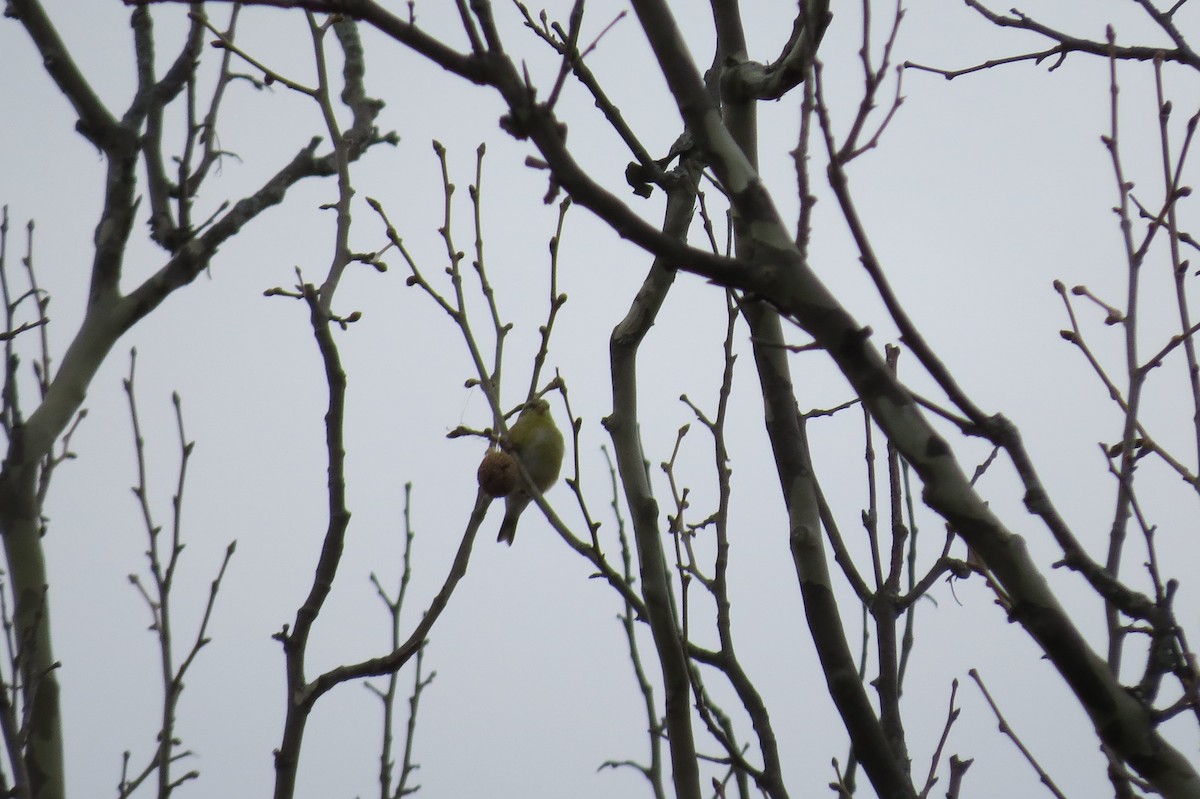 American Goldfinch - Jarvis Shirky