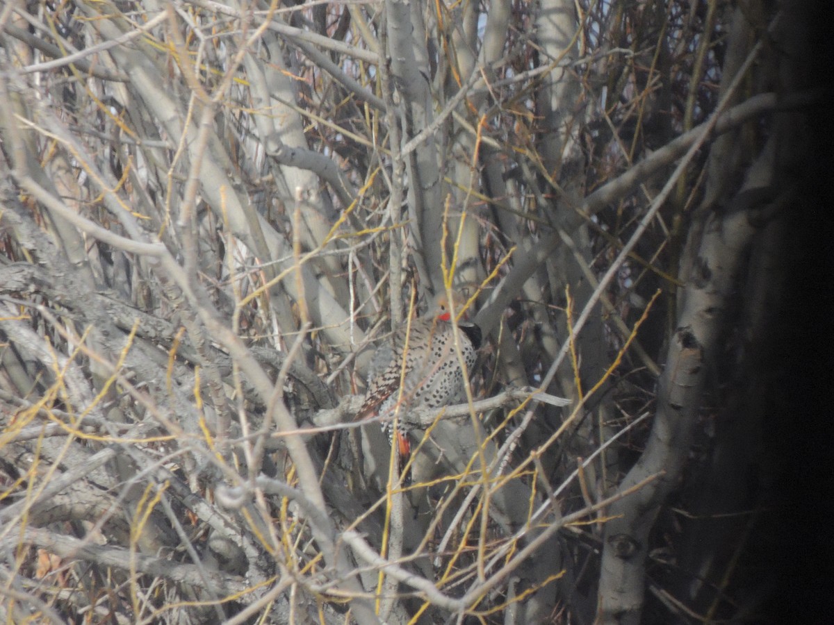 Northern Flicker (Red-shafted) - ML153065271