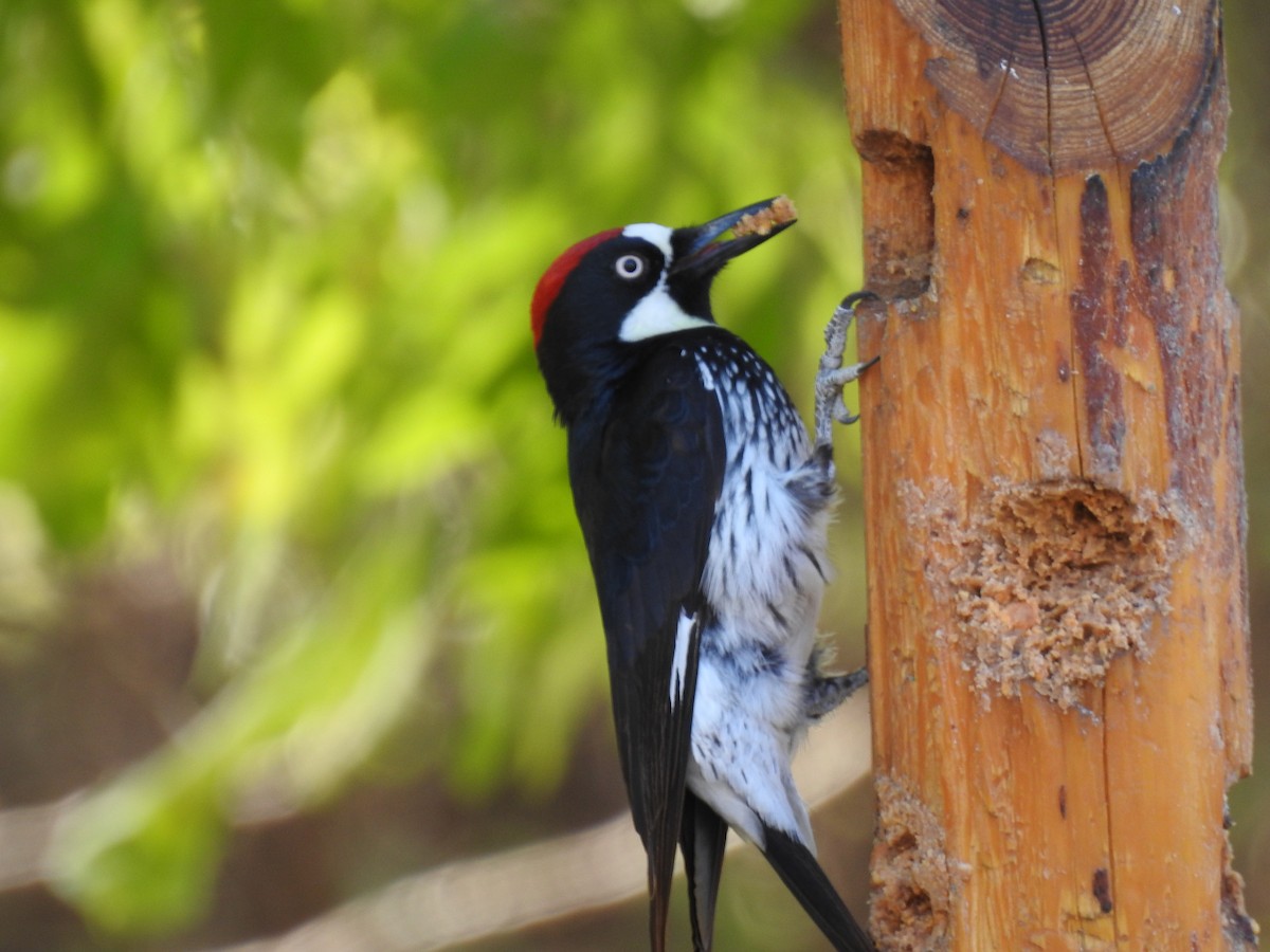 Acorn Woodpecker - ML153065291