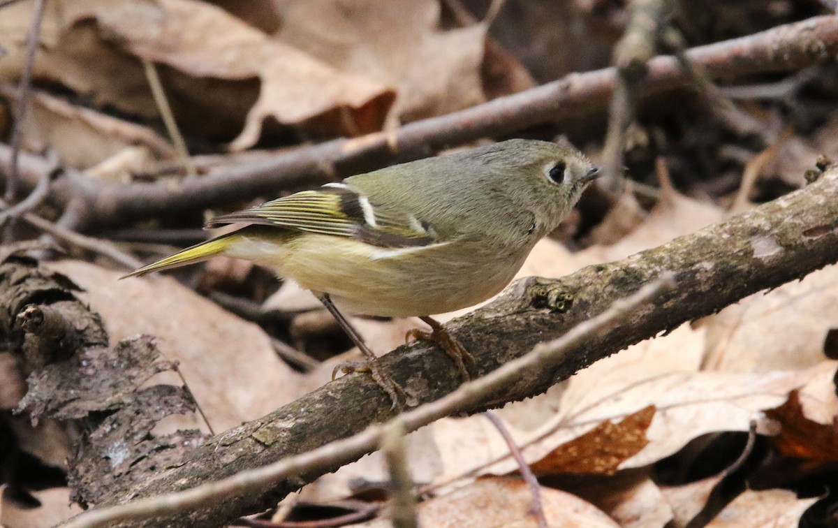 Ruby-crowned Kinglet - Brian Tychie
