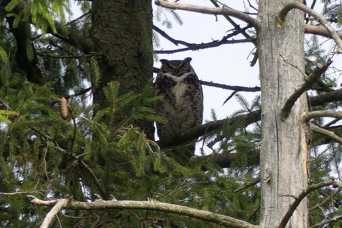 Great Horned Owl - ML153065481