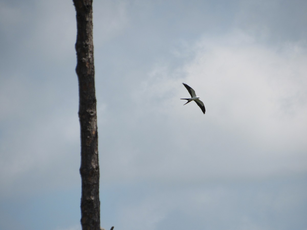 Swallow-tailed Kite - Steve Manns