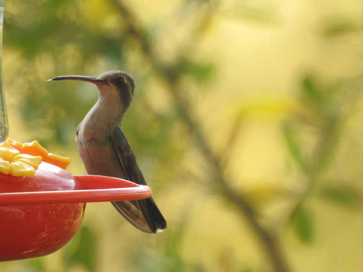 Broad-billed Hummingbird - ML153065651