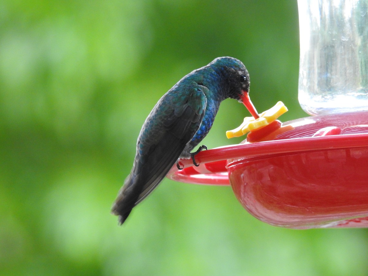 Broad-billed Hummingbird - Frank Fabbro