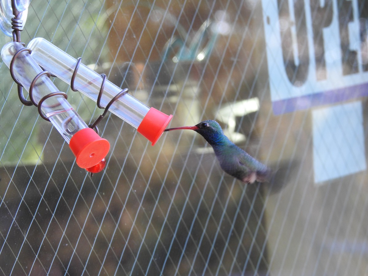 Broad-billed Hummingbird - ML153065671