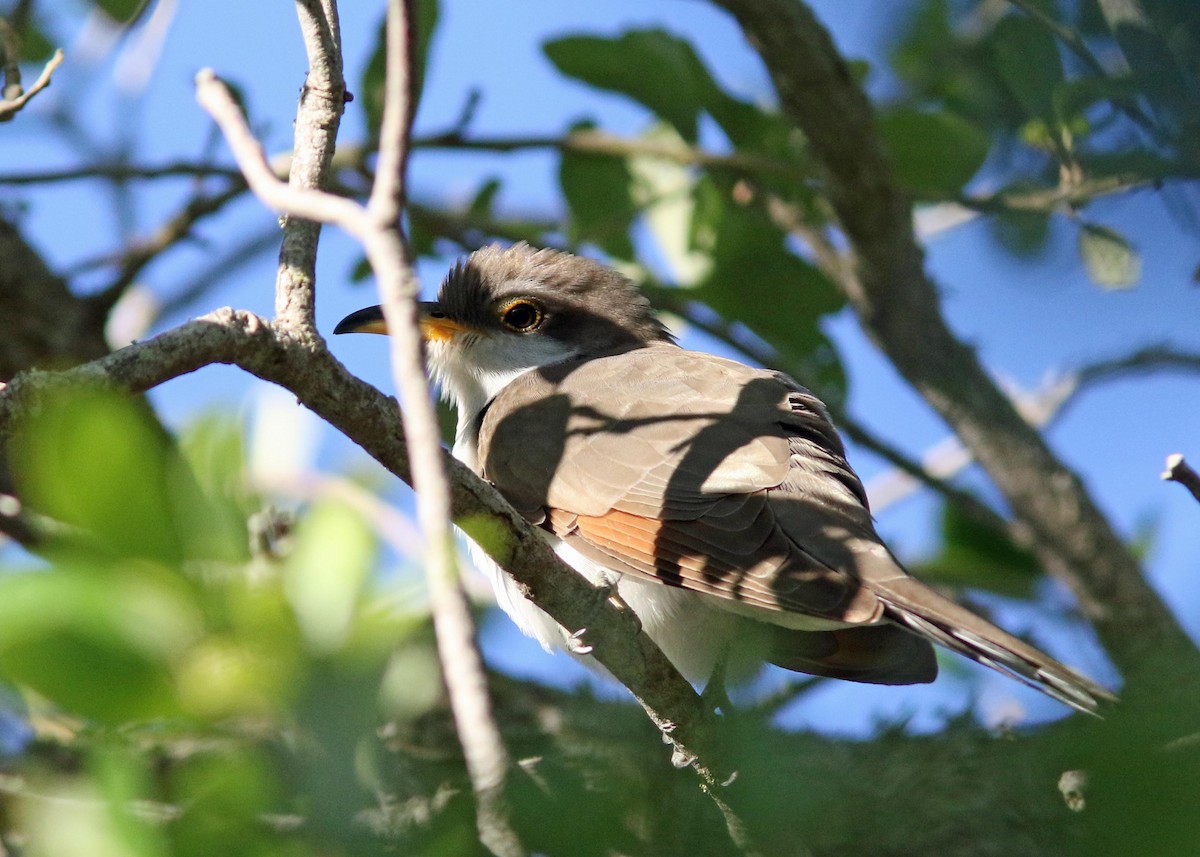 Yellow-billed Cuckoo - Dick Snell