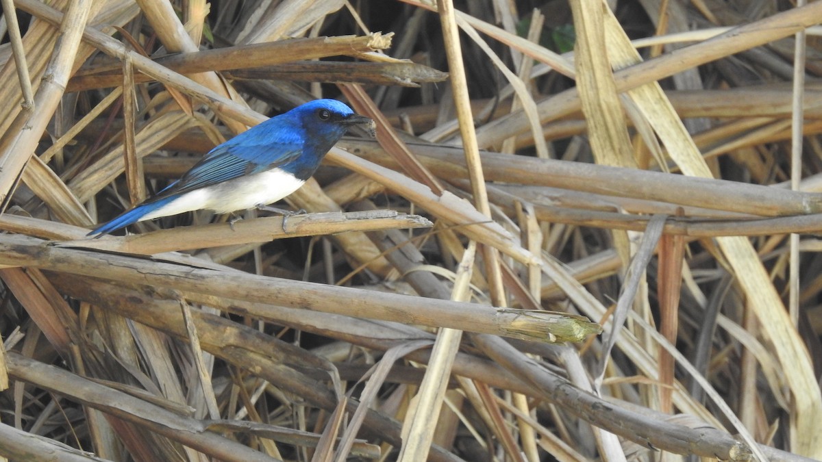 Blue-and-white Flycatcher - ML153066201
