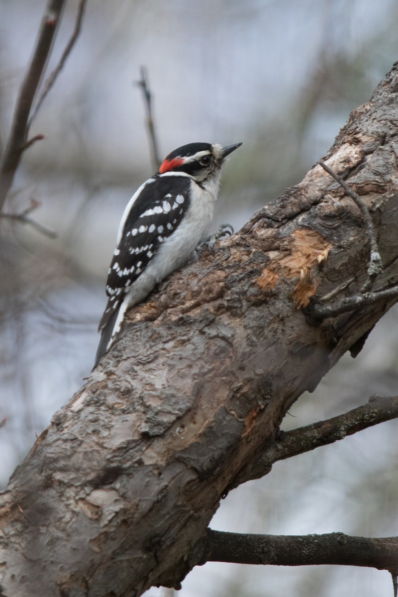 Downy Woodpecker - ML153066251