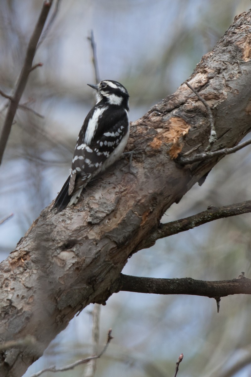 Downy Woodpecker - ML153066311
