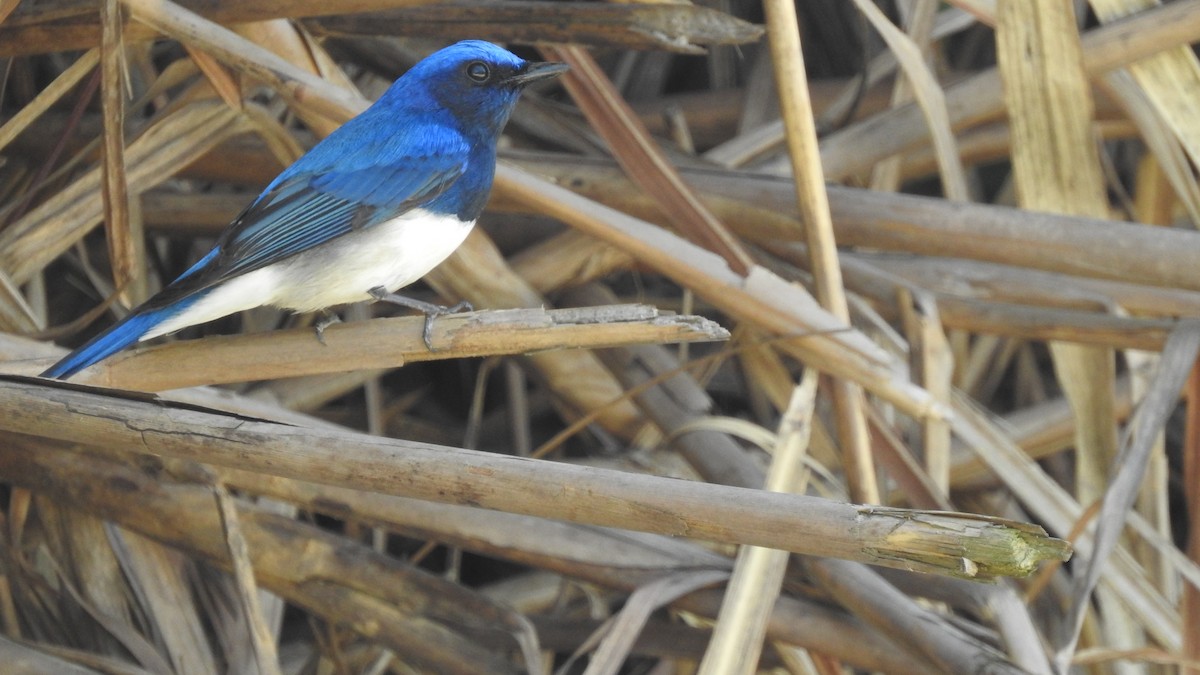 Blue-and-white Flycatcher - ML153066351